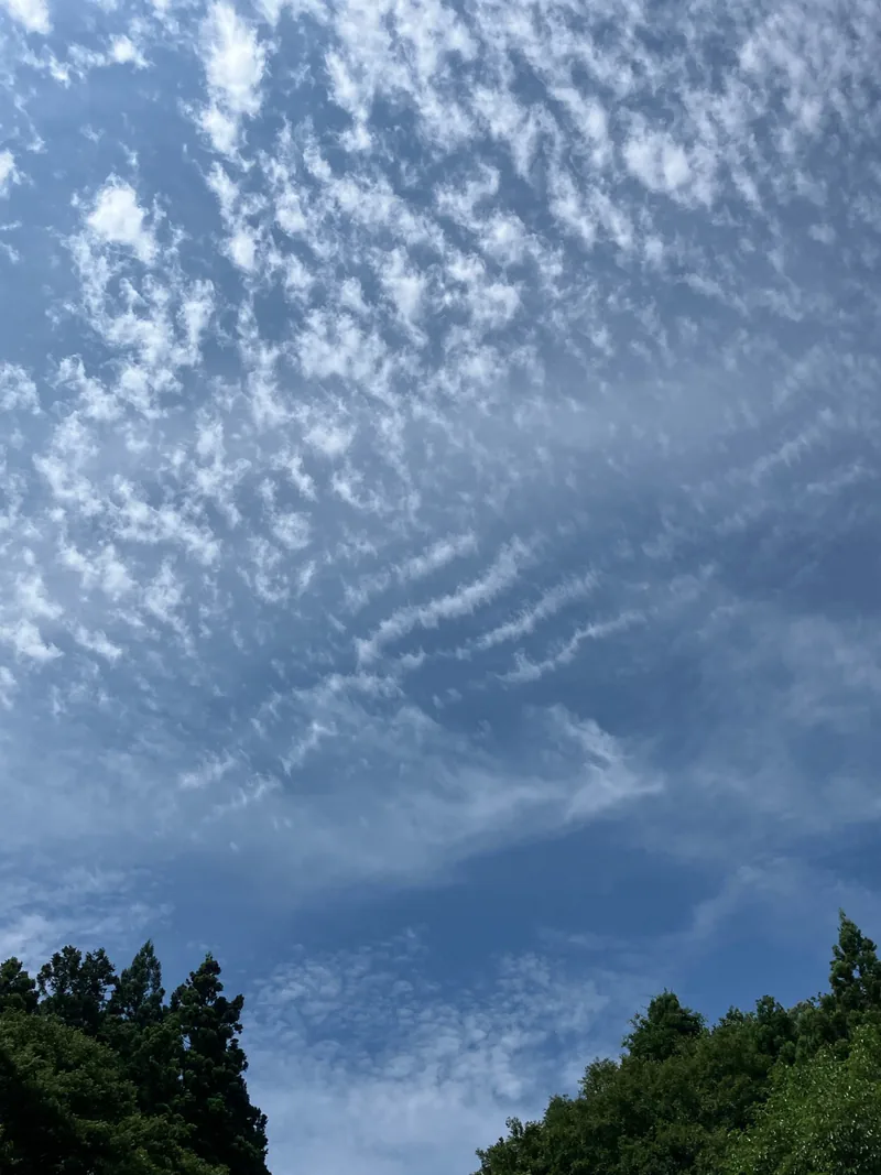 青空を羽のような雲が流れる景色