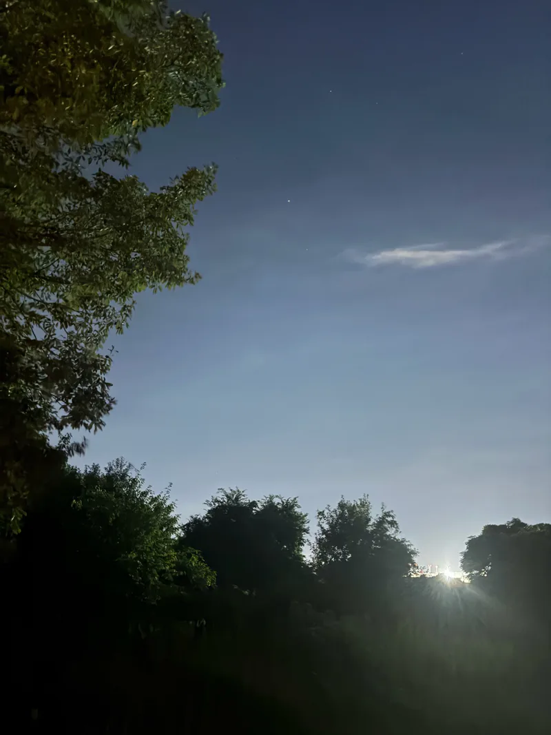 木々の上に星が光る夜空